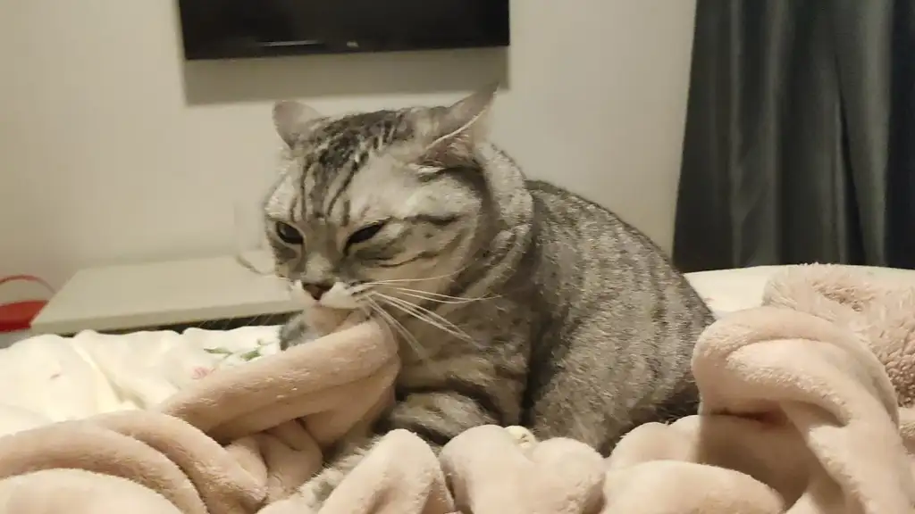 猫咪踩奶是什么意思(猫咪踩奶是什么意思打呼噜)