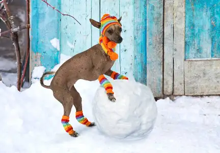 雪球狗(雪球狗狗图片高清)
