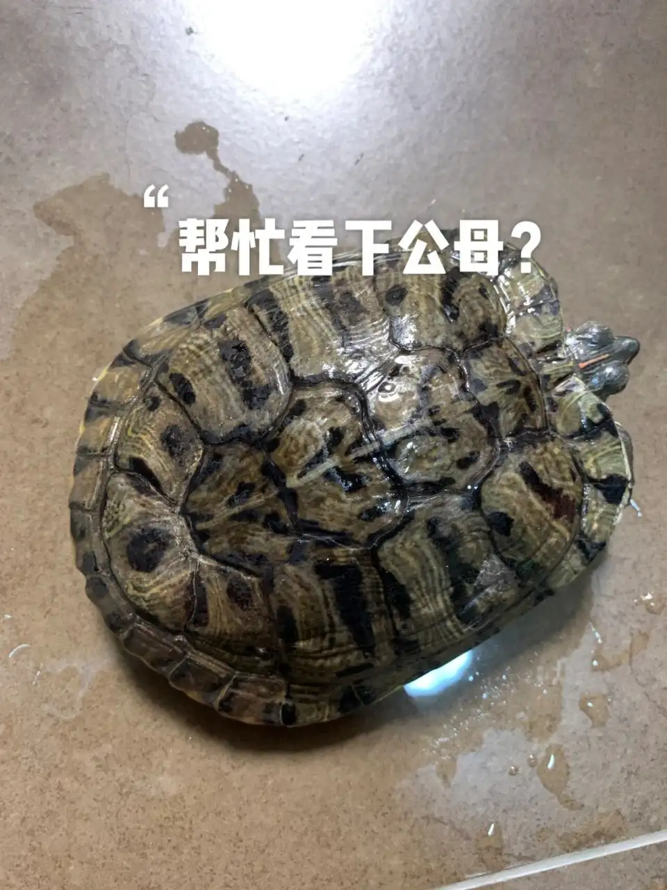 巴西龟怎么分公母(巴西龟怎么分公母图解)