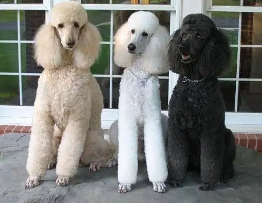 贵妇人犬(贵妇人犬的特点)