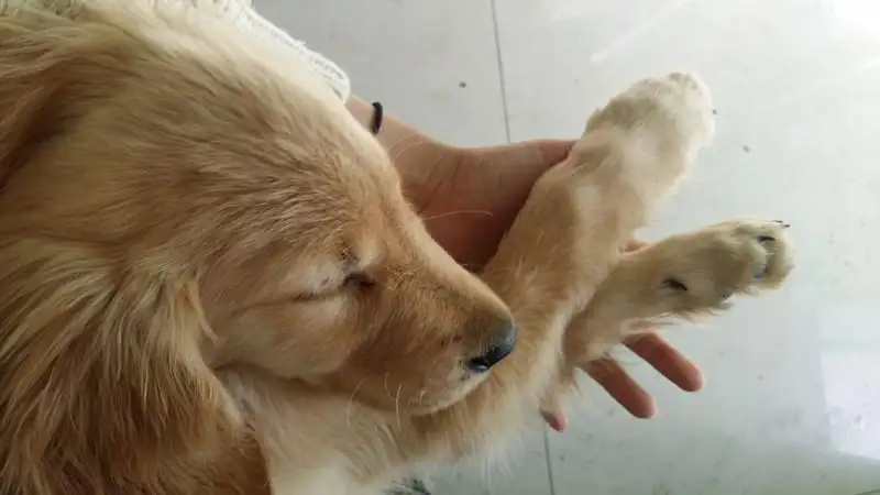 犬瘟热初期怎么治疗(犬瘟热初期治疗还会到晚期吗)