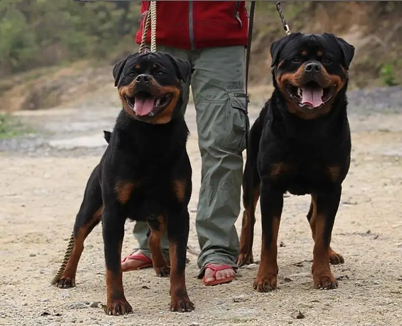 护卫犬有哪些(护卫犬有哪些特点)
