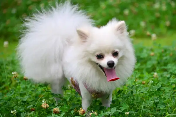 小型犬(小型犬适合家养的狗)