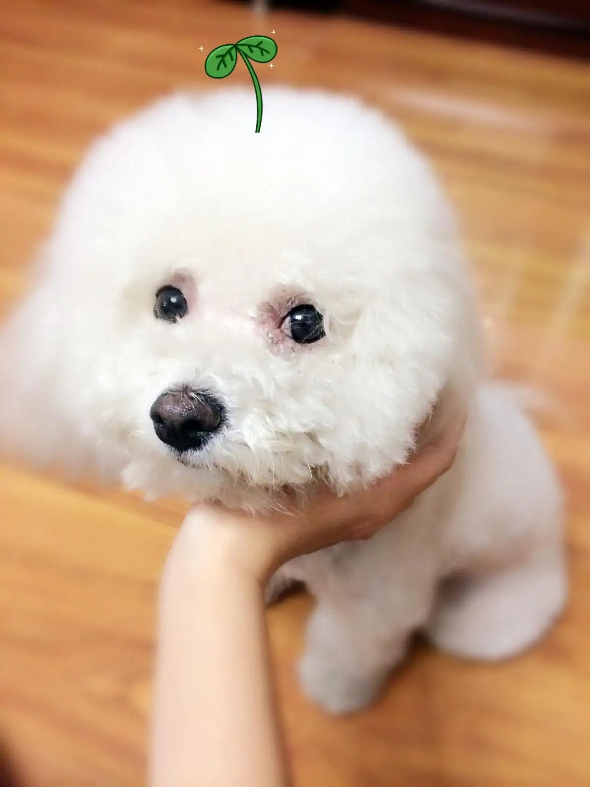 雪球狗(雪球狗狗图片高清)