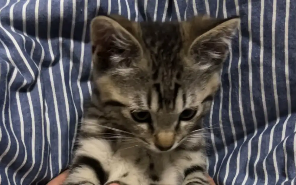 猫咪踩奶是什么意思(猫咪踩奶是什么意思打呼噜)