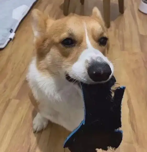 狗狗太大了会撑坏的的简单介绍