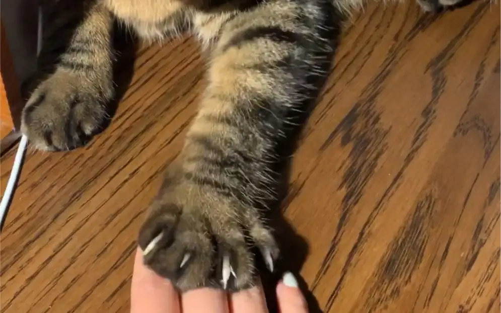 猫爪必须在上(猫爪子一定要在上面)