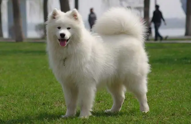 爱斯基摩犬(爱斯基摩犬是哈士奇吗)