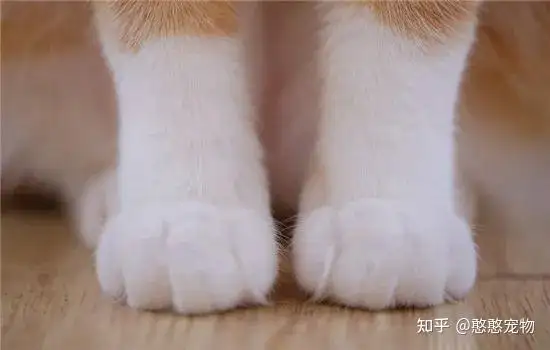 猫爪必须在上(猫爪子一定要在上面)
