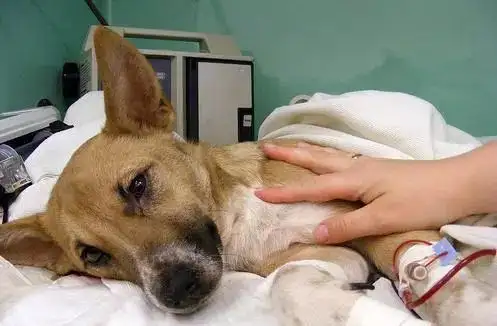 犬瘟症状(犬瘟症状会传染人吗)