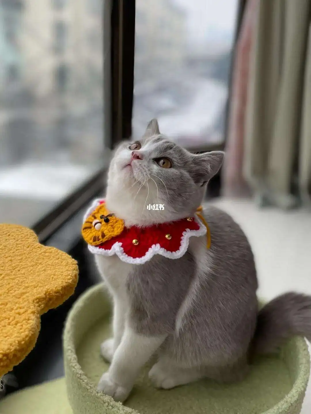 花生猫(花生猫能吃吗有毒吗)