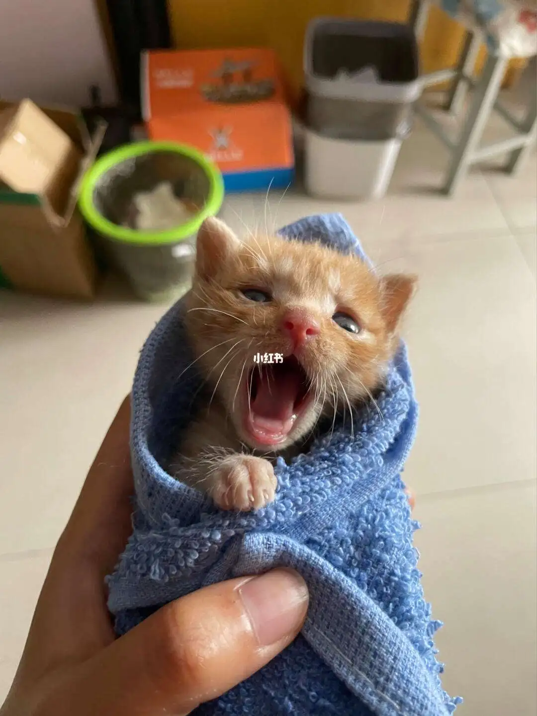 花生猫(花生猫能吃吗有毒吗)