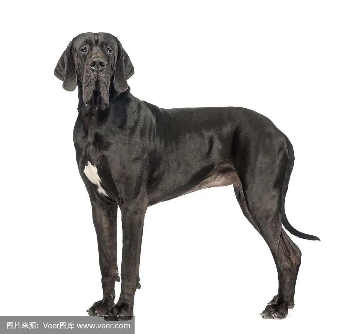 德国大丹犬(德国大丹犬转让)