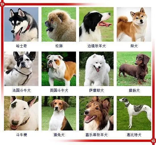 宠物狗狗名字大全(宠物狗狗名字大全边牧母)