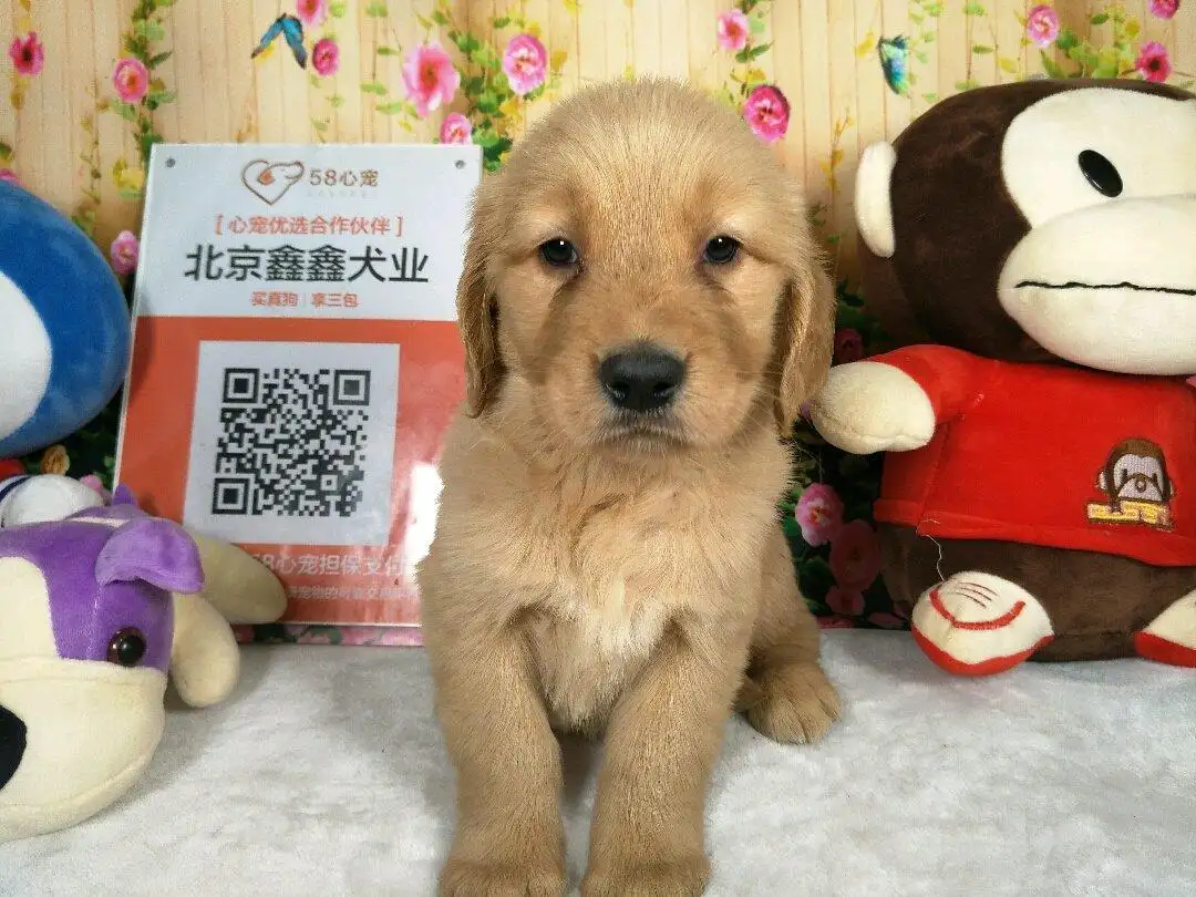 北京金毛(北京金毛幼犬多少钱)