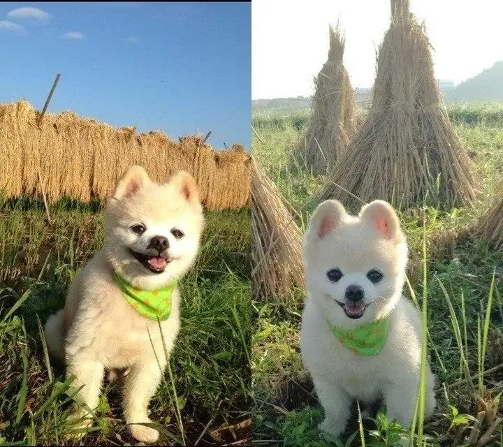 秋田犬俊介(秋田犬价格多少钱一只)