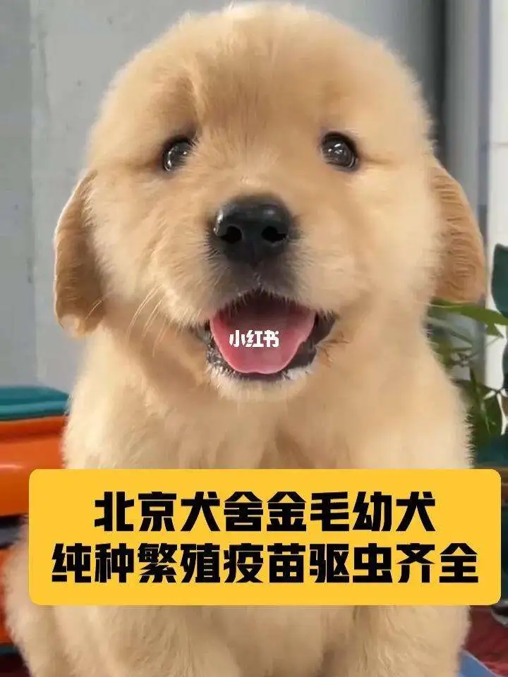 北京金毛(北京金毛幼犬多少钱)