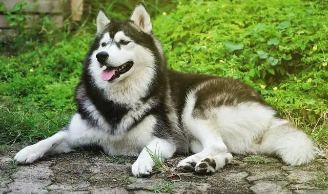 阿拉斯加犬性格(阿拉斯加犬性格特点)
