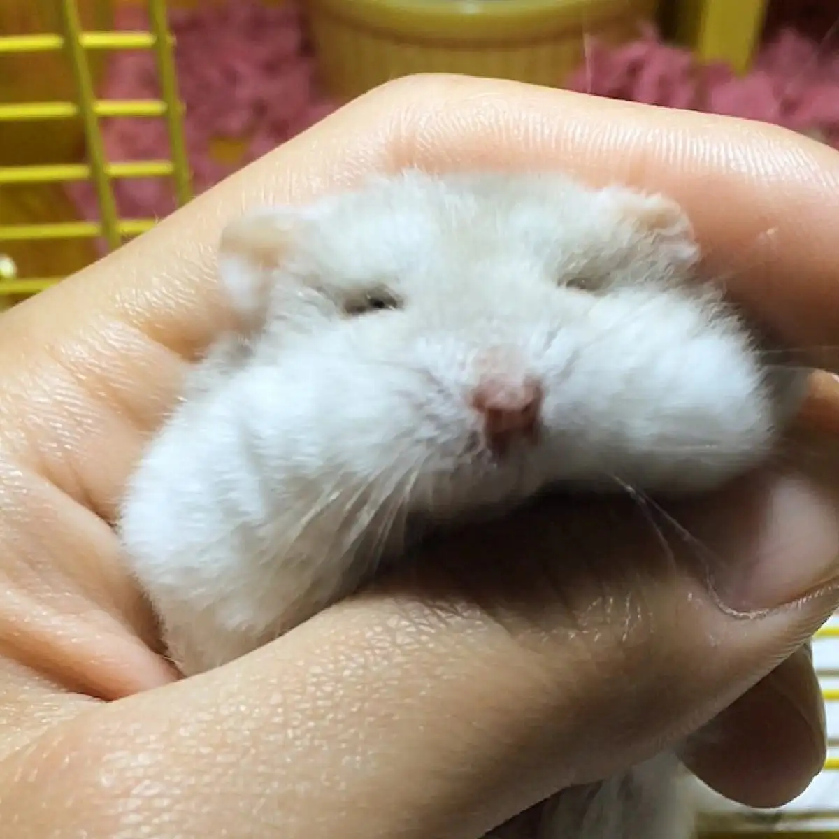 奶茶仓鼠(奶茶仓鼠为什么很少有人养)