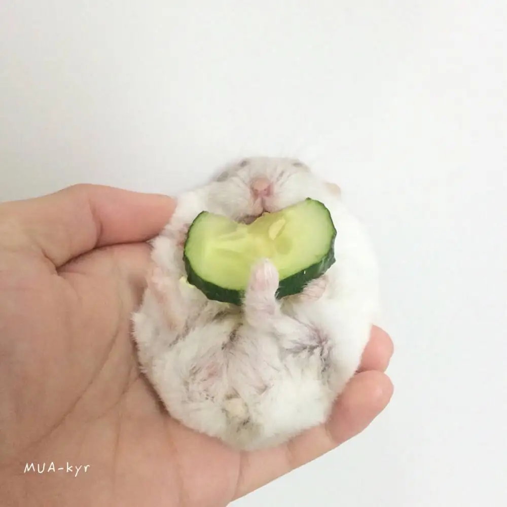 奶茶仓鼠(奶茶仓鼠为什么很少有人养)