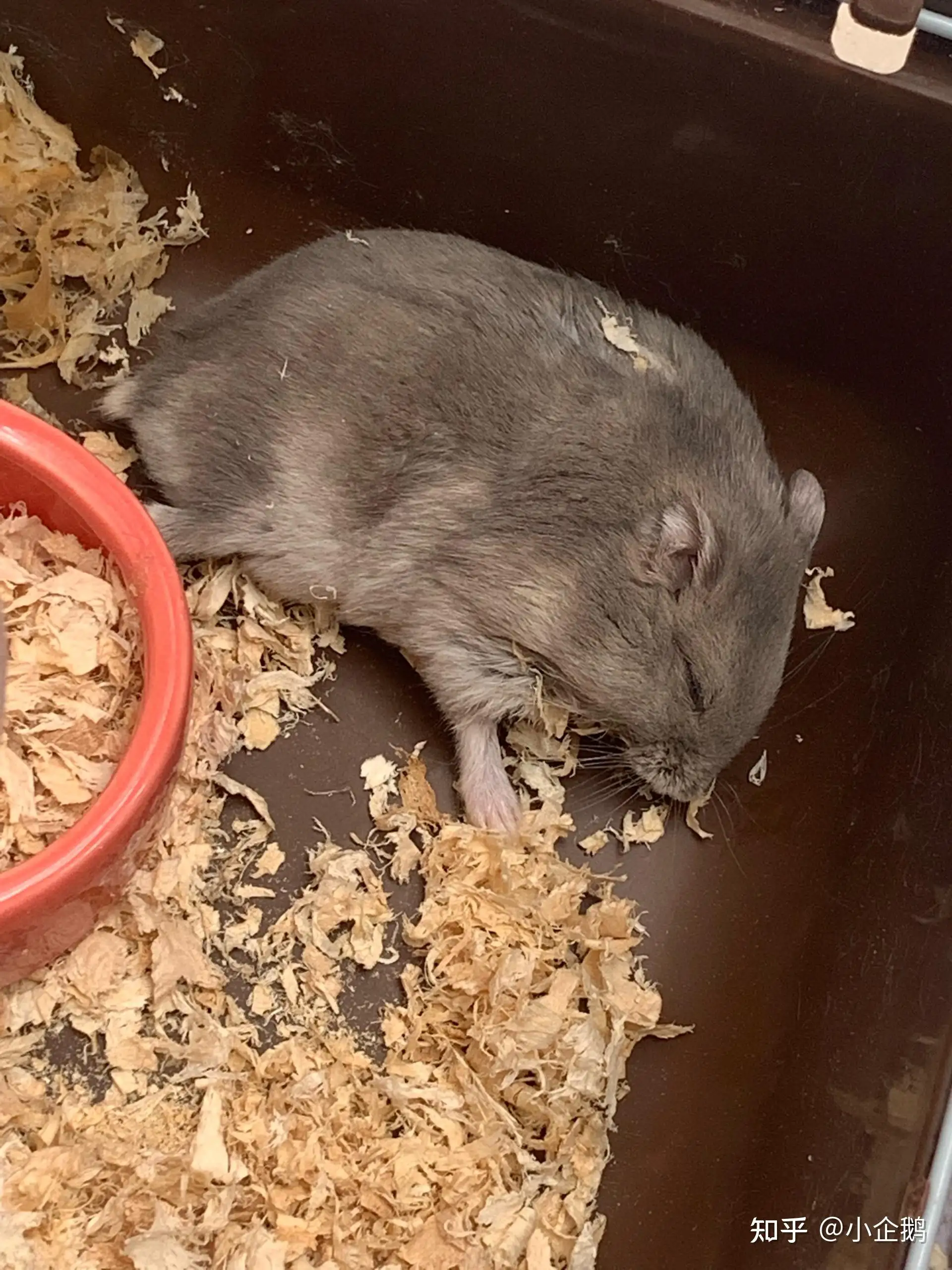 仓鼠装死(仓鼠装死和真死的区别)