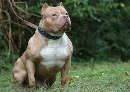 比特犬价格(比特犬价格300左右)