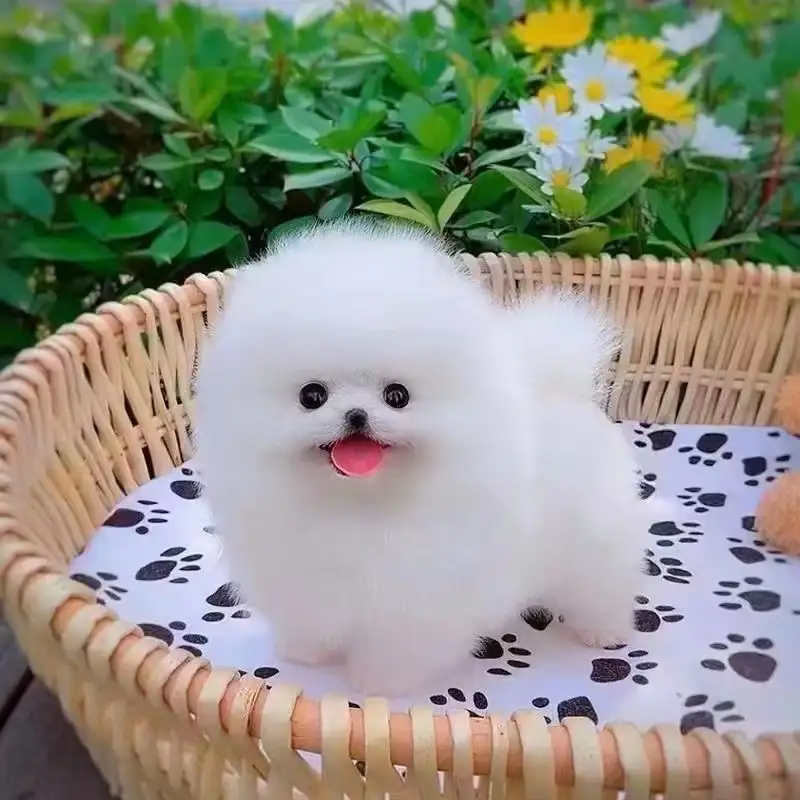 长不大的宠物狗价格(长不大的宠物狗狗品种)