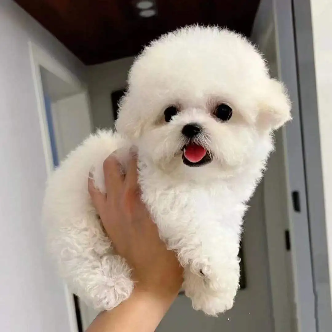 长不大的宠物狗价格(长不大的宠物狗狗品种)