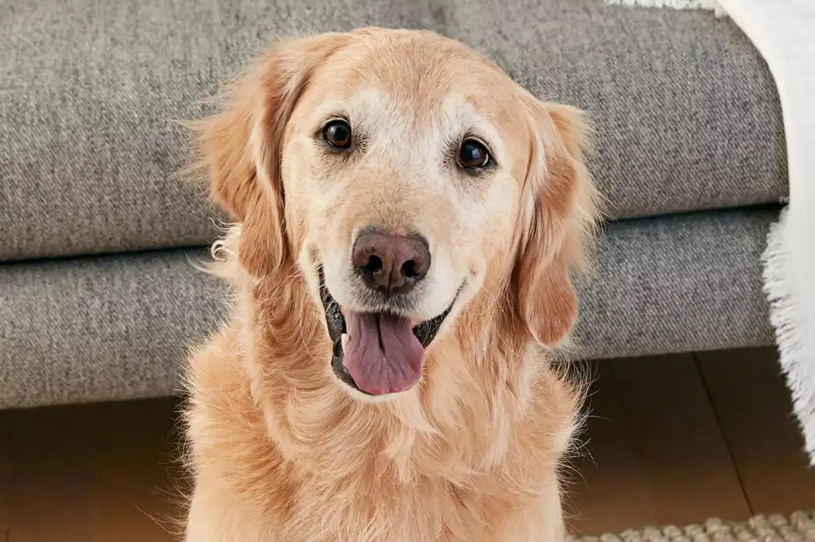 金毛寻回犬好养吗(金毛寻回犬的优点和缺点)