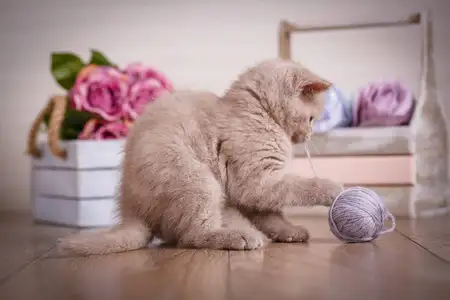俏皮猫(俏皮猫咪图片)