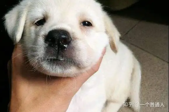 狗鼻子干(狗鼻子干不吃东西是怎么回事)