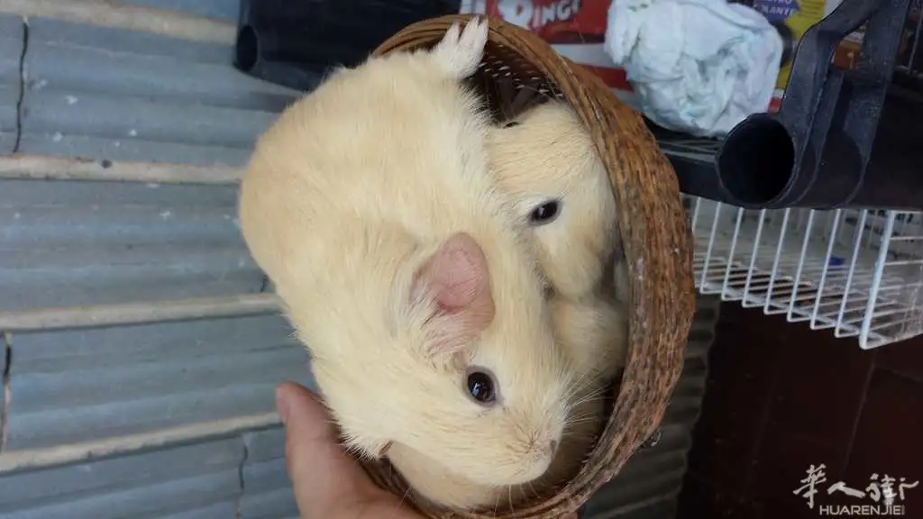 荷兰猪叫声(荷兰猪叫声很大)