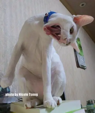 猫惊尸(猫惊尸图片)