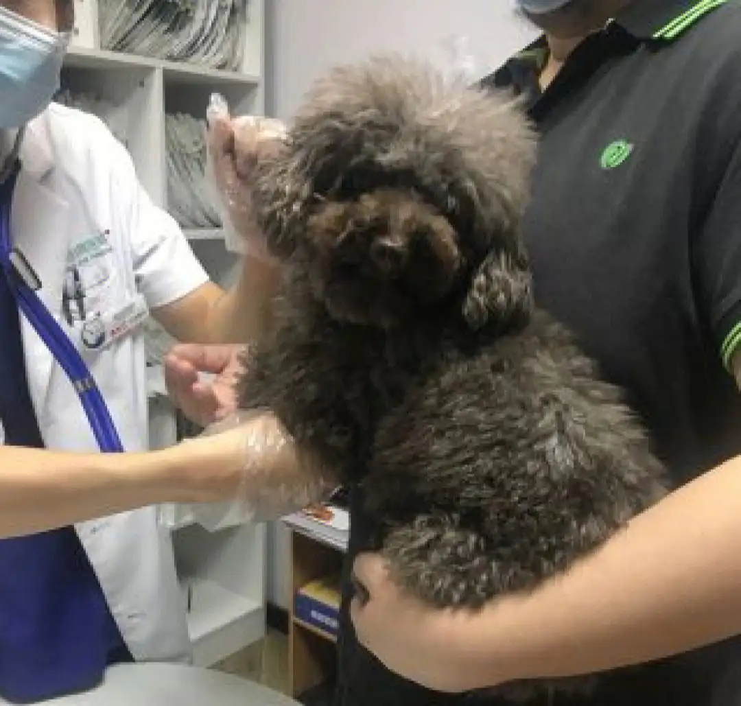 宠物医生在线咨询(仓鼠宠物医生在线咨询)