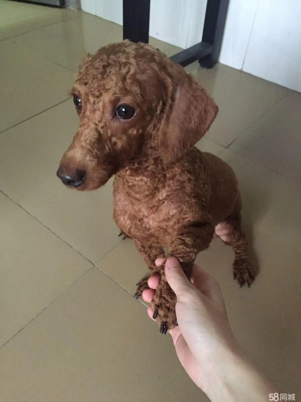 泰迪犬价格(泰迪犬价格 泰迪犬多少钱)