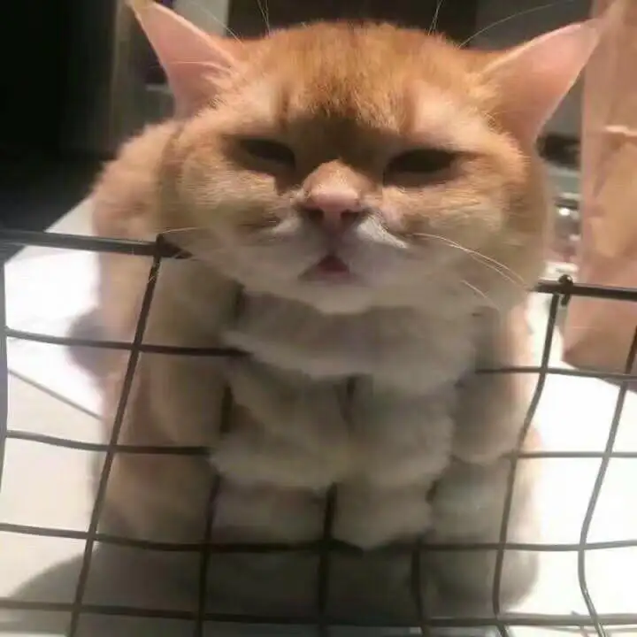 男子欠钱不还13只猫被拍卖(男子欠钱不还13只猫被拍卖了)