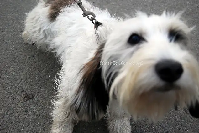 迷你贝吉格里芬凡丁犬(迷你贝吉格里芬凡丁犬多少钱)