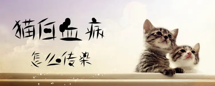猫白血病(猫白血病是怎么引起的)