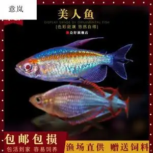电光美人(电光美人鱼适合的温度是多少合适)