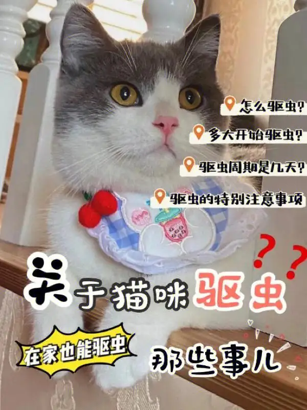 小猫怎么驱虫什么时候驱虫(小猫怎么驱虫什么时候驱虫呢)