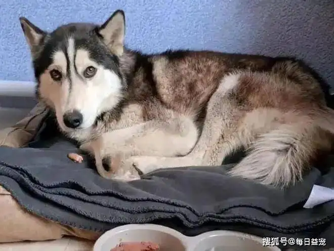 狗狗的好大坚持不住了的简单介绍