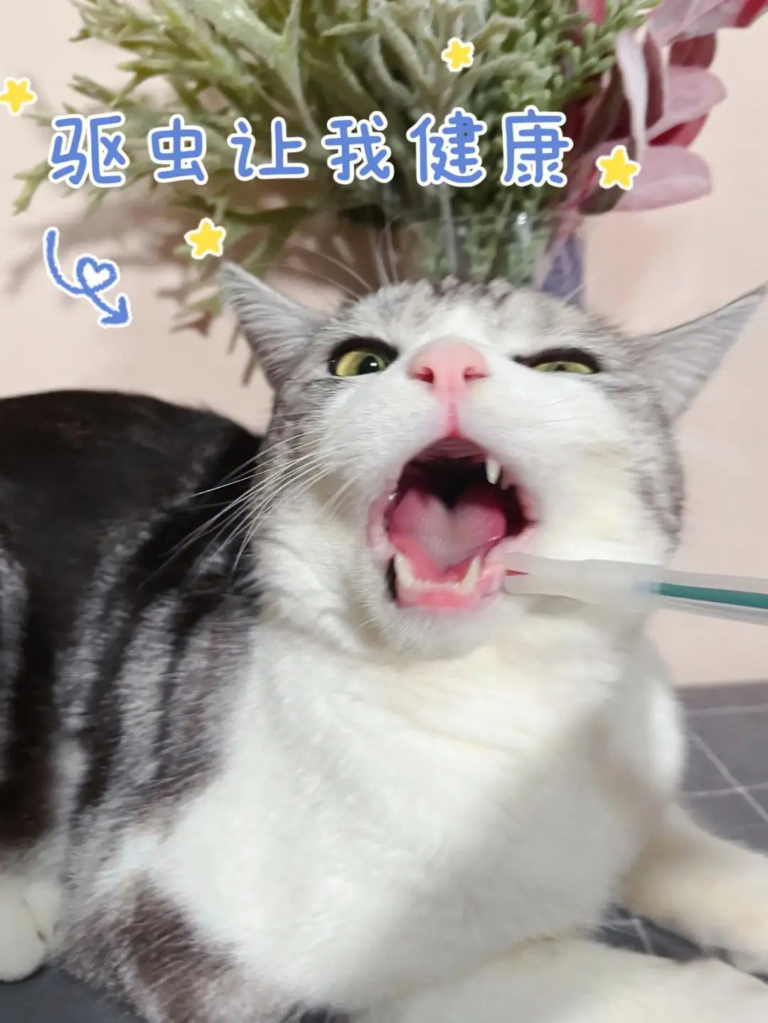 幼猫驱虫的正确方法(幼猫驱虫用什么药比较好)