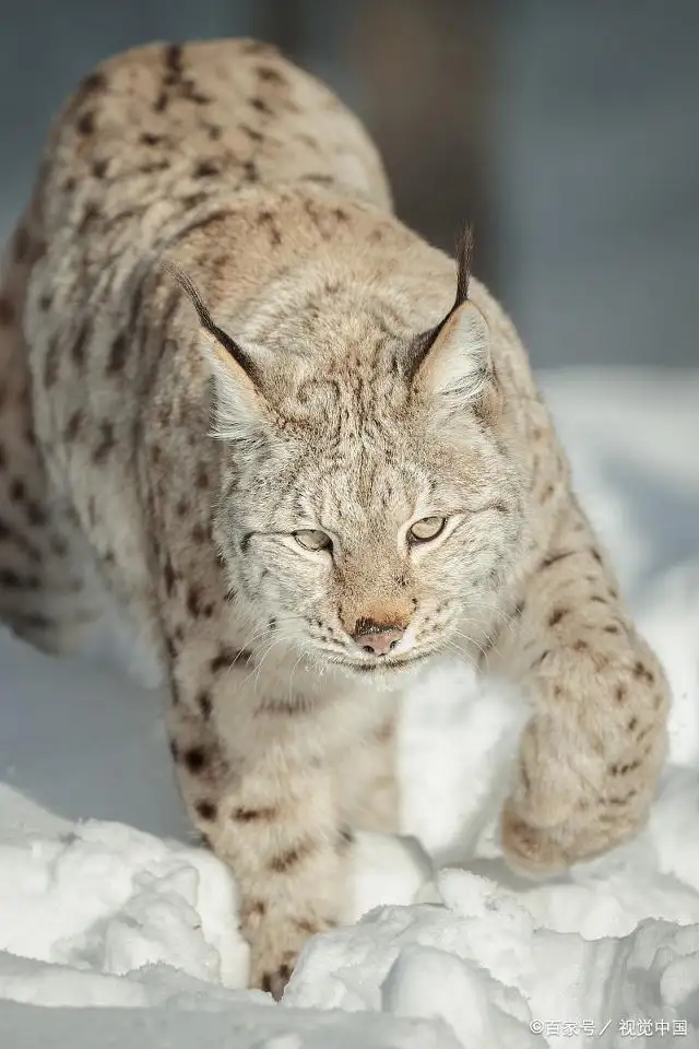 猫科猛兽(猫科猛兽动物爪钩有多厚)