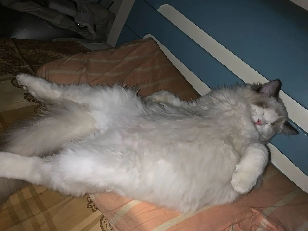 踩到猫了(踩到猫了童声合唱)