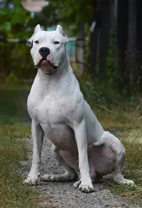 比高犬(比高犬长什么样)