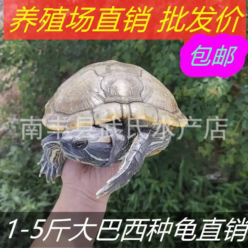 巴西龟怎么分公母(巴西龟怎么分公母图解乌龟)