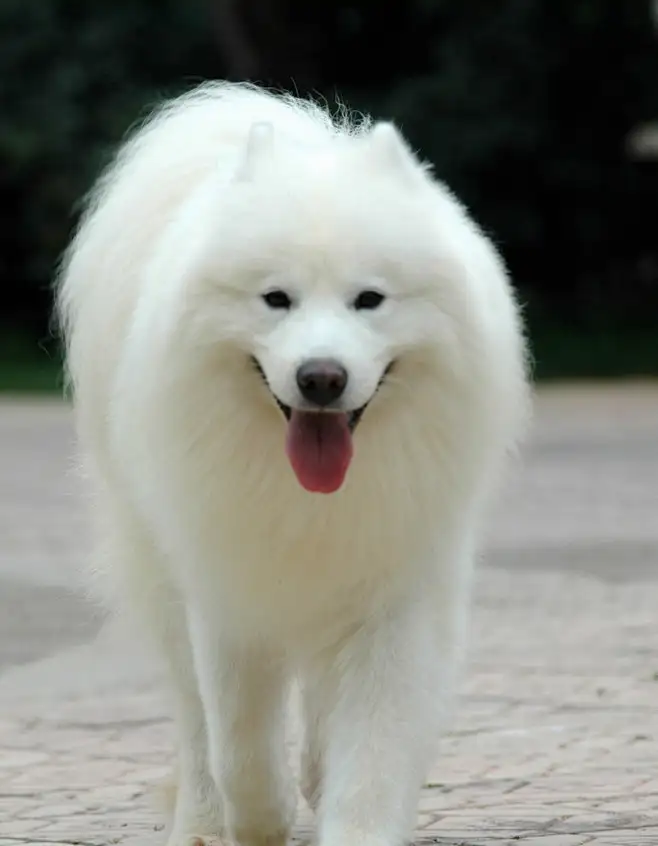 爱斯基摩犬(爱斯基摩犬图片大全)