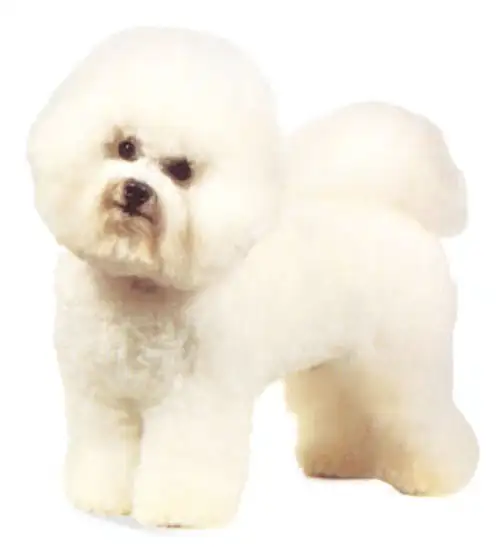 比高犬(比高犬长什么样)