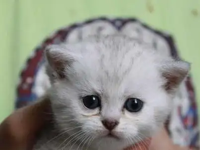 关于欠钱不还猫咪被抵债的信息
