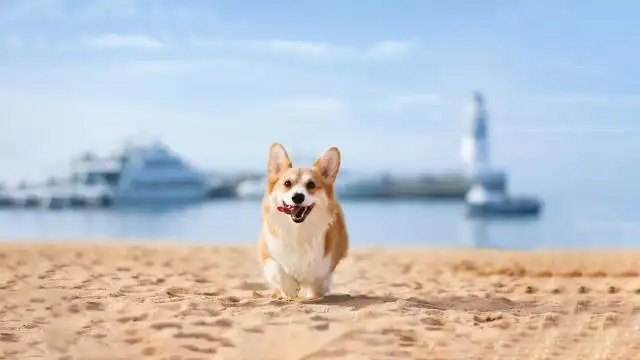 keji(柯基犬的优缺点)